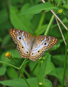 White Peacock